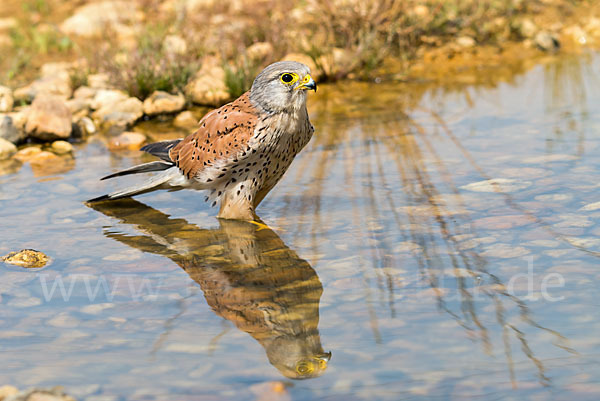 Turmfalke (Falco tinnunculus)