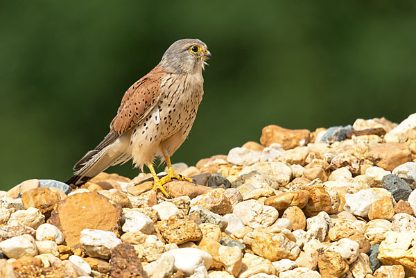 Turmfalke (Falco tinnunculus)