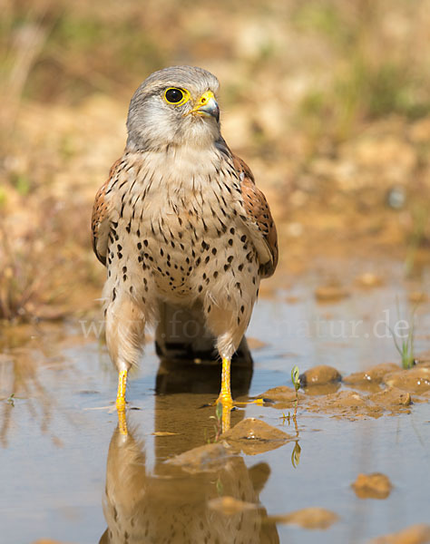 Turmfalke (Falco tinnunculus)