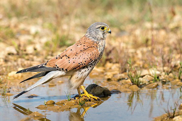 Turmfalke (Falco tinnunculus)