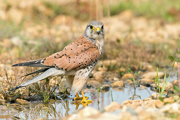 Turmfalke (Falco tinnunculus)