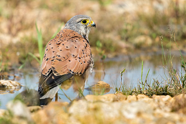 Turmfalke (Falco tinnunculus)