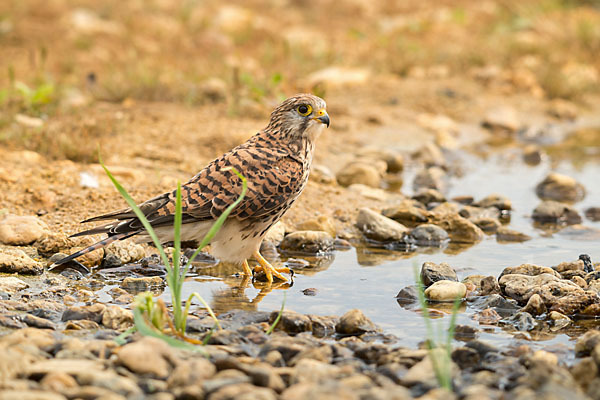 Turmfalke (Falco tinnunculus)