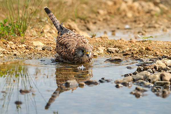 Turmfalke (Falco tinnunculus)