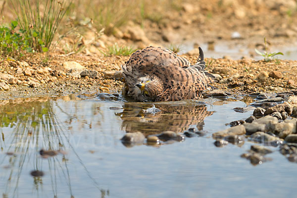 Turmfalke (Falco tinnunculus)