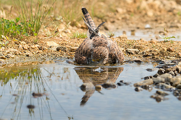 Turmfalke (Falco tinnunculus)