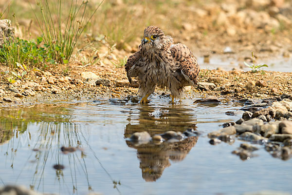 Turmfalke (Falco tinnunculus)