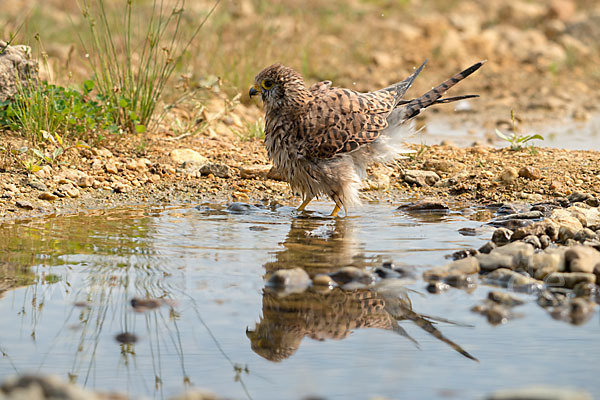 Turmfalke (Falco tinnunculus)