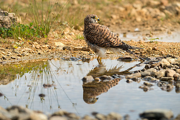 Turmfalke (Falco tinnunculus)