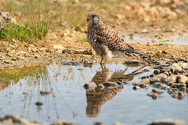 Turmfalke (Falco tinnunculus)