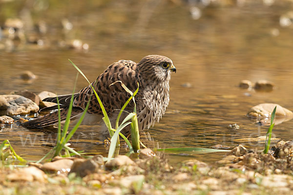 Turmfalke (Falco tinnunculus)