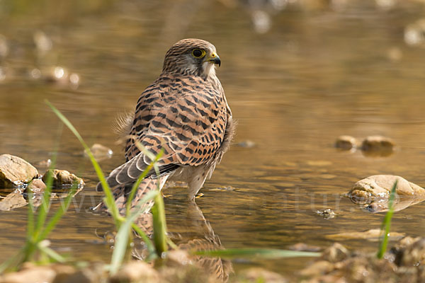 Turmfalke (Falco tinnunculus)