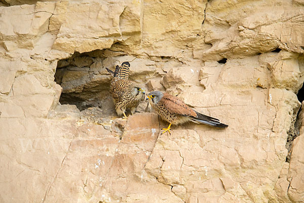 Turmfalke (Falco tinnunculus)