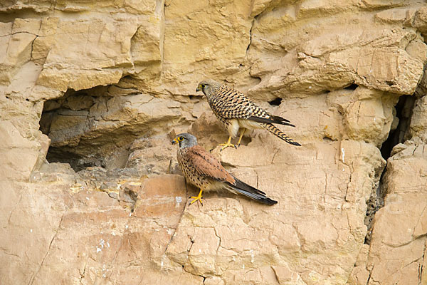 Turmfalke (Falco tinnunculus)