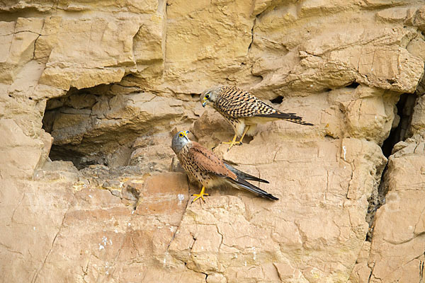 Turmfalke (Falco tinnunculus)