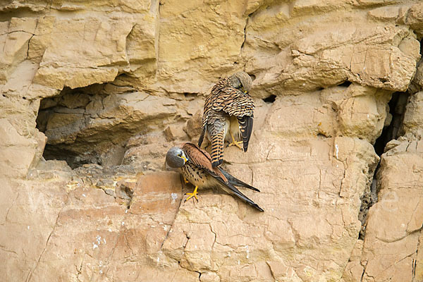 Turmfalke (Falco tinnunculus)