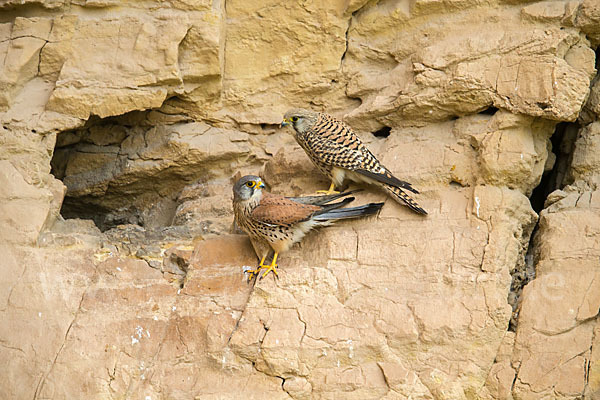 Turmfalke (Falco tinnunculus)