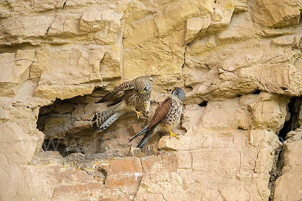 Turmfalke (Falco tinnunculus)