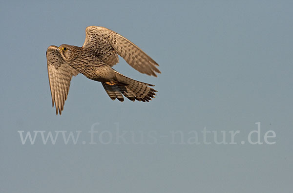 Turmfalke (Falco tinnunculus)