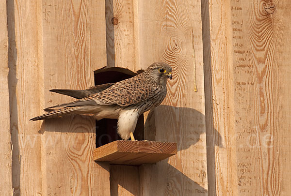 Turmfalke (Falco tinnunculus)