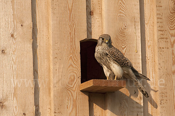 Turmfalke (Falco tinnunculus)