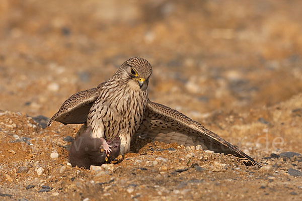 Turmfalke (Falco tinnunculus)