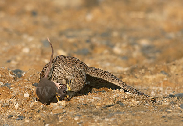 Turmfalke (Falco tinnunculus)