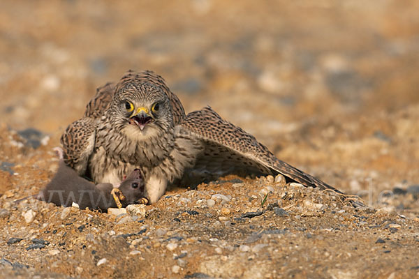 Turmfalke (Falco tinnunculus)