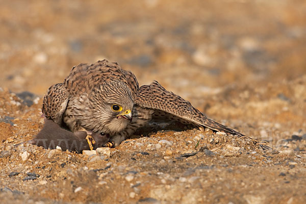 Turmfalke (Falco tinnunculus)