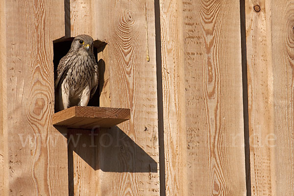 Turmfalke (Falco tinnunculus)