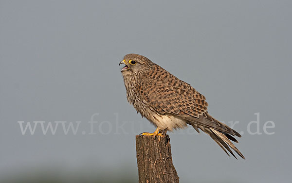 Turmfalke (Falco tinnunculus)