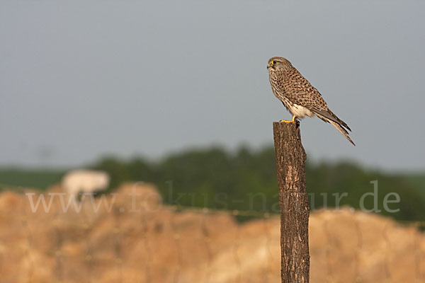 Turmfalke (Falco tinnunculus)