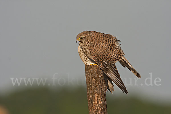 Turmfalke (Falco tinnunculus)