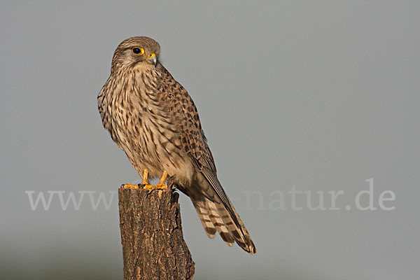 Turmfalke (Falco tinnunculus)