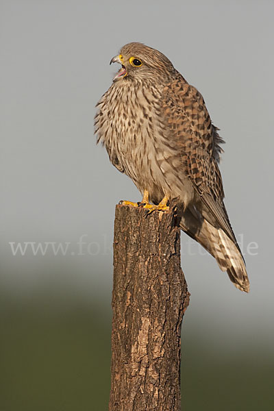 Turmfalke (Falco tinnunculus)