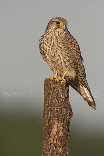 Turmfalke (Falco tinnunculus)