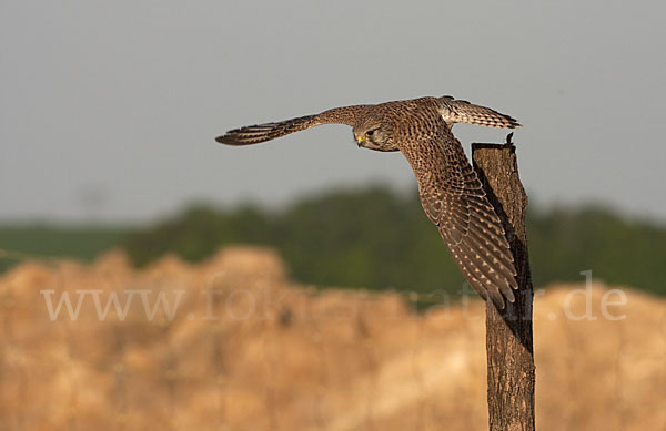 Turmfalke (Falco tinnunculus)