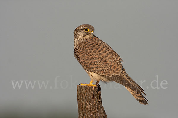 Turmfalke (Falco tinnunculus)