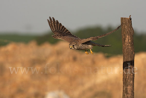 Turmfalke (Falco tinnunculus)