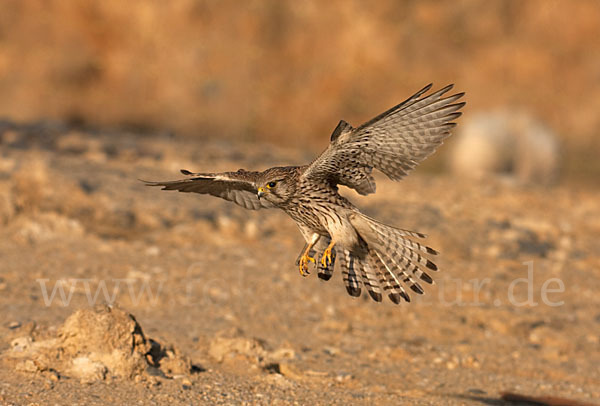 Turmfalke (Falco tinnunculus)