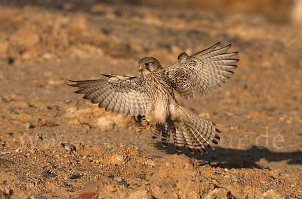 Turmfalke (Falco tinnunculus)