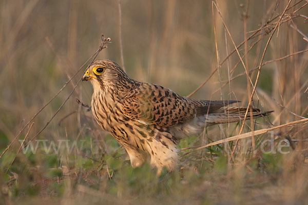 Turmfalke (Falco tinnunculus)