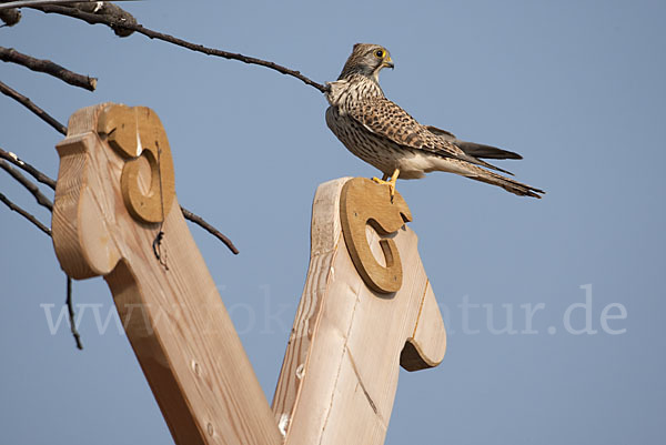 Turmfalke (Falco tinnunculus)