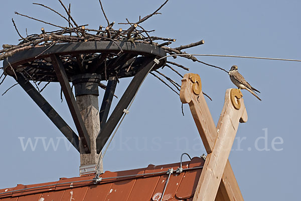 Turmfalke (Falco tinnunculus)