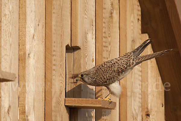 Turmfalke (Falco tinnunculus)