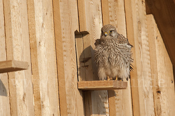 Turmfalke (Falco tinnunculus)