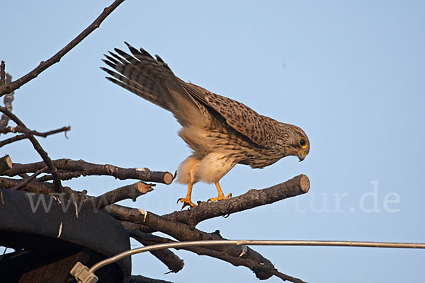 Turmfalke (Falco tinnunculus)