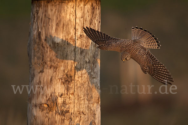 Turmfalke (Falco tinnunculus)