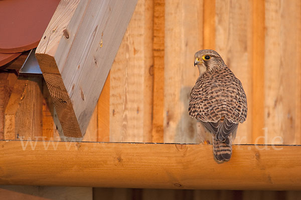 Turmfalke (Falco tinnunculus)