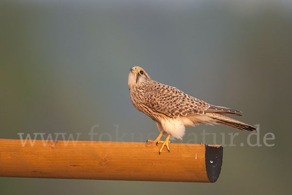 Turmfalke (Falco tinnunculus)